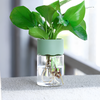 Rodonn™ EcoGlass Planter – Stylish Transparent Pot for Indoor Plants